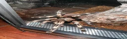 Tarantulas invertebrates for sale: Tarantula collection for sale  in Barnsley - Advert 3