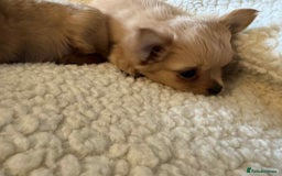 Chihuahua dogs for sale: Chihuahua long coat puppies ...only BOY left - Image 34