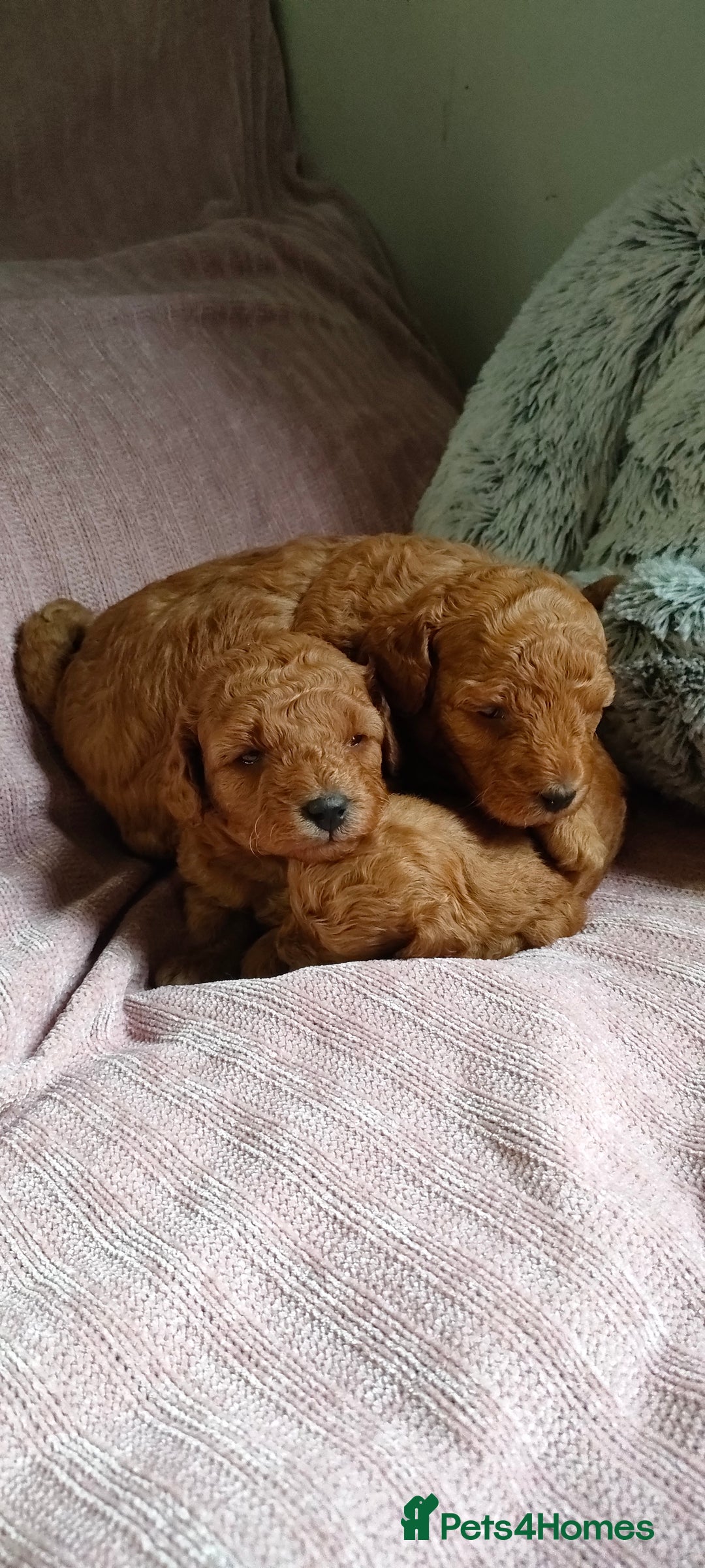 Miniature Poodle dogs for sale: ✨ Miniature Poodle Puppies for Reservation! ✨   - Image 6
