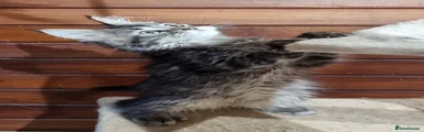 Brown tabby male 