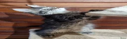 Maine Coon cats for sale: GCCF registered pedigree Maine Coon Kittens  - Advert 38