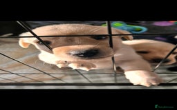 Labrador Retriever dogs for sale: Labrador puppies - Advert 7