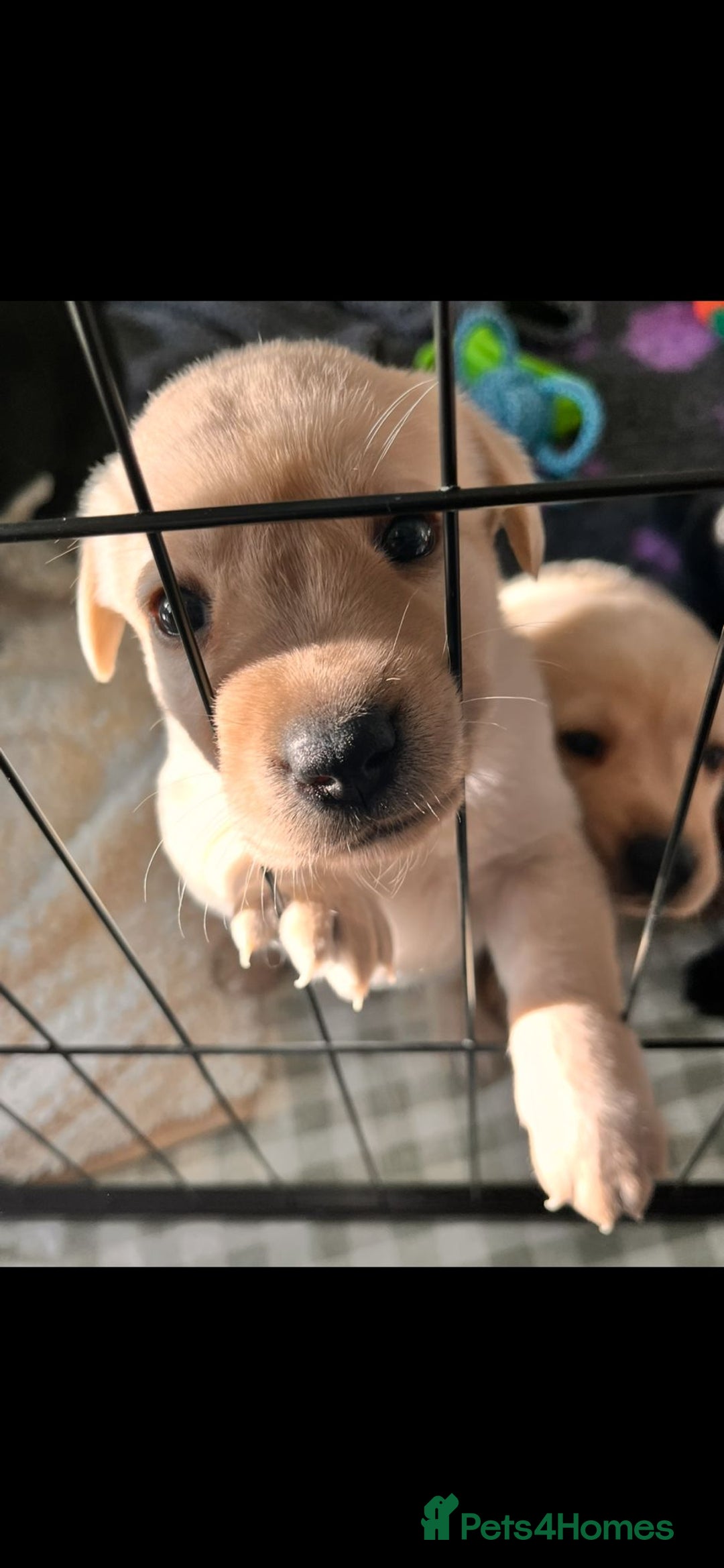 Labrador Retriever dogs for sale: Labrador puppies - Advert 7