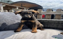 Mixed Breed dogs for sale: Beautiful German Shepard cross pups for sale  - Image 13