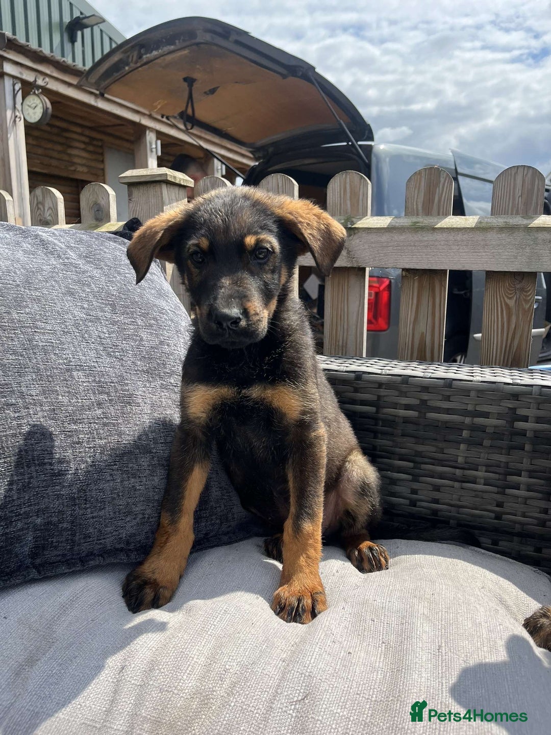 Mixed Breed dogs for sale: Beautiful German Shepard cross pups for sale  - Image 13