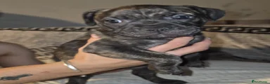 Brindle Male (creed)