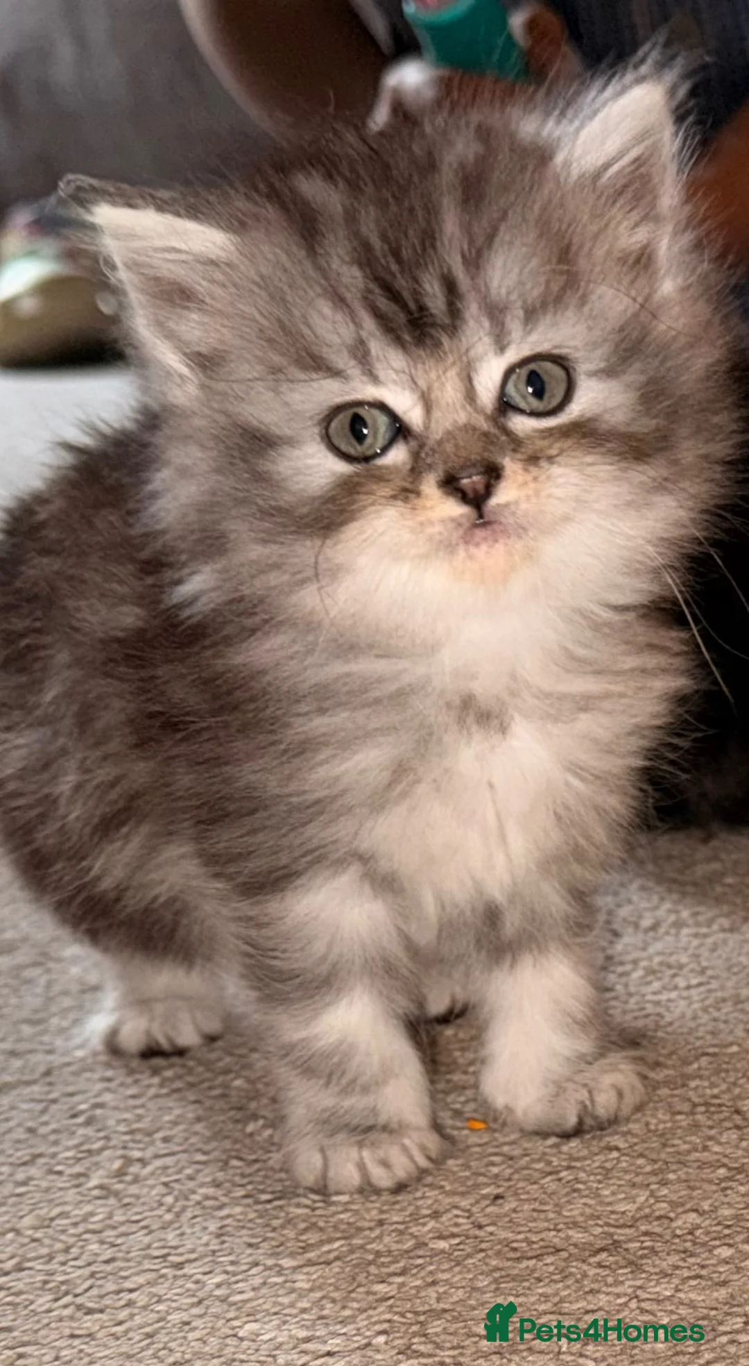 Persian cats for sale: READY TO LEAVE - Female Persian Kitten  - Advert 11