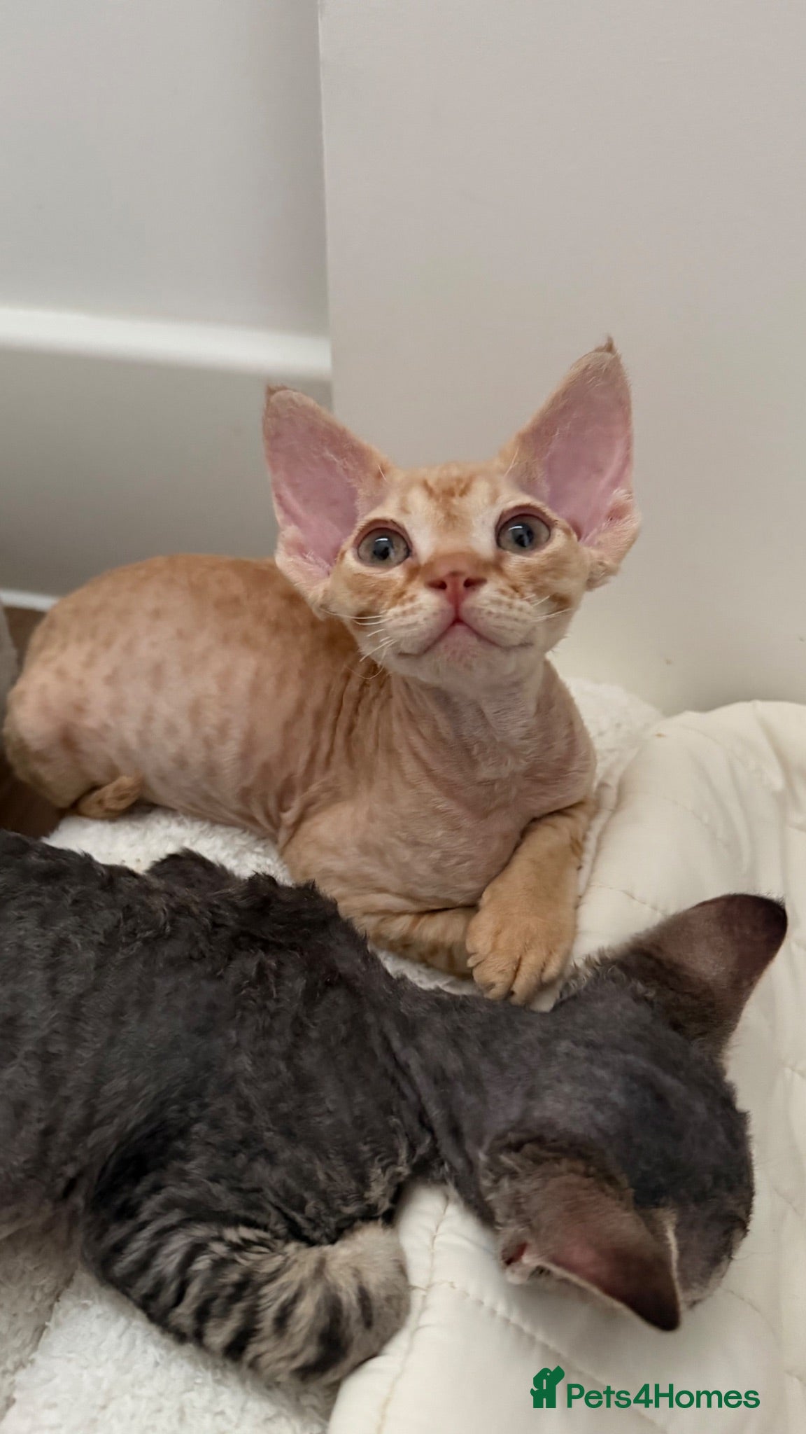 Devon Rex cats Devon Rex - Advert 2