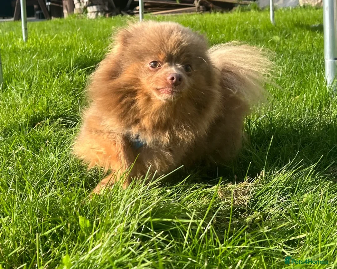 Pomeranian dogs for sale: 💜🩷 LILAC FEMALE POMERANIAN 🩷💜 - Advert 4
