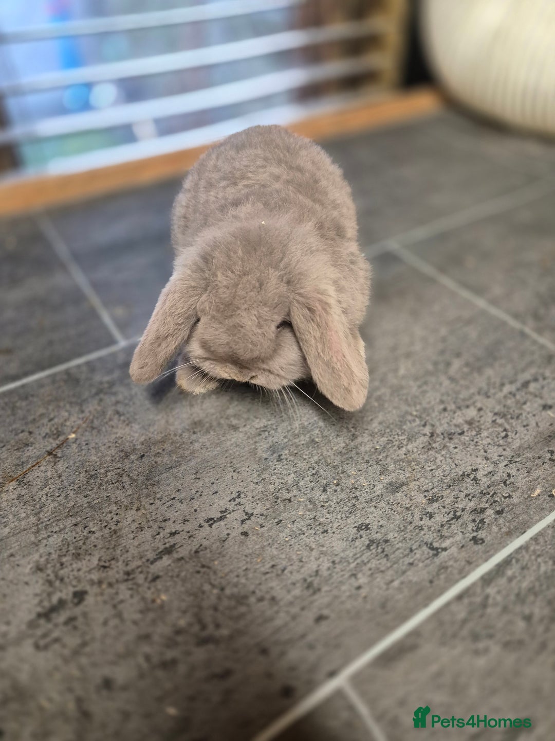 Mini Lop rabbits for sale: Baby mini lop rabbit  - Advert 3