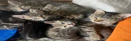 Mixed Breed cats for sale: Kittens in Cumnock - Advert 1