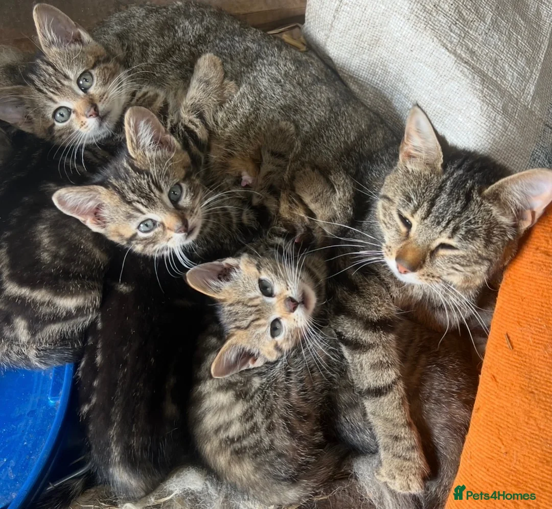 Mixed Breed cats for sale: Kittens in Cumnock - Advert 1