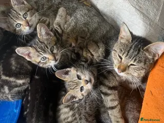 Mixed Breed cats Kittens - Advert 6