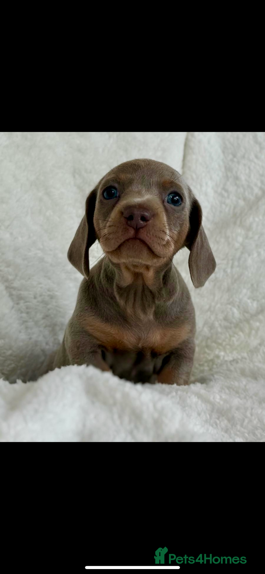 Miniature Dachshund dogs for sale: Beautiful Isabella tan puppies for sale  - Image 7