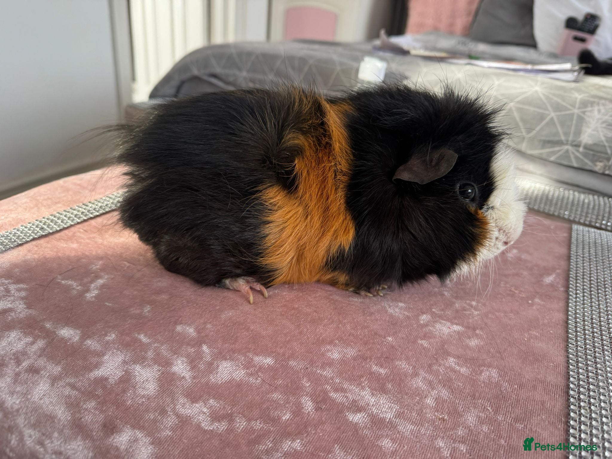 Guinea Pig rodents Single male guinea pig for sale  - Advert 1