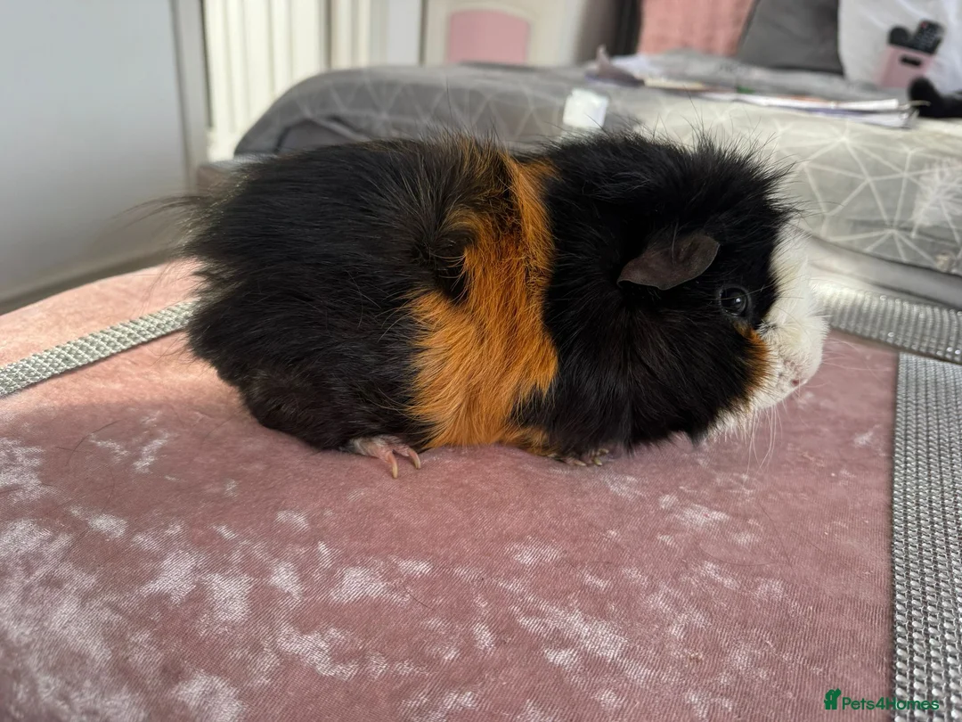 Guinea Pig rodents for sale: Single male guinea pig for sale  - Advert 1