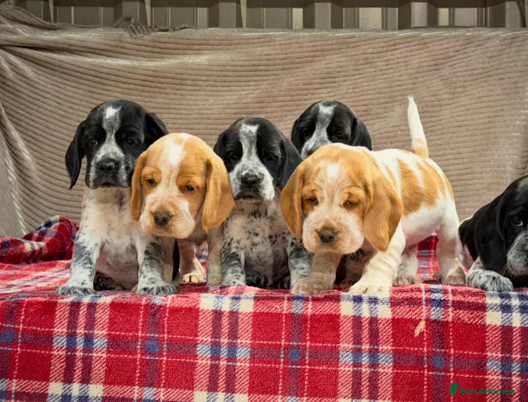 Bocker dogs for sale: STUNNING COCKER X BEAGLE PUPPIES  - Advert 10