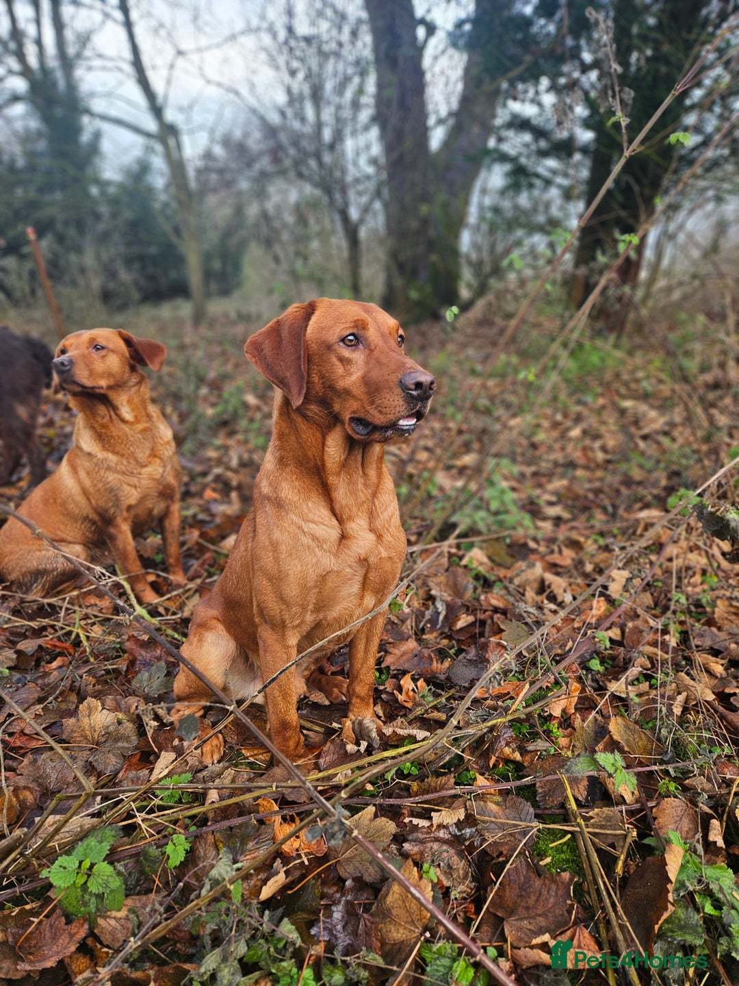 Labrador Retriever dogs for stud: Health tested- Kc registered Fox Red Labrador for  in York - Image 14