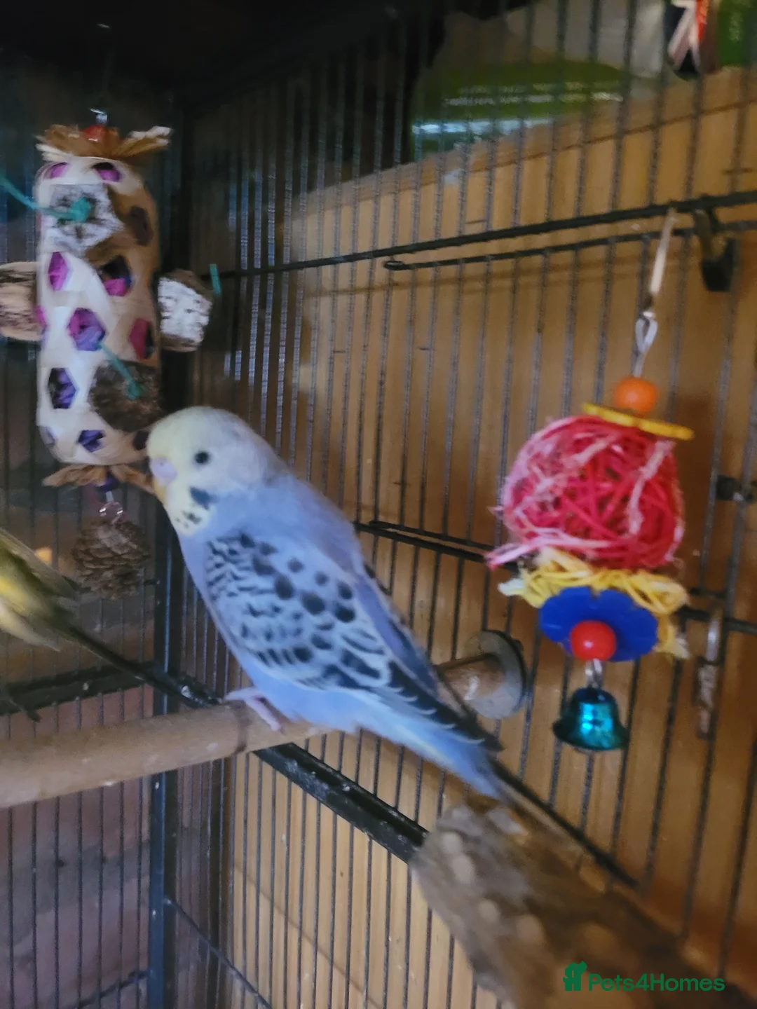 Budgerigars birds for sale: Baby Budgies (no offers) - Advert 8