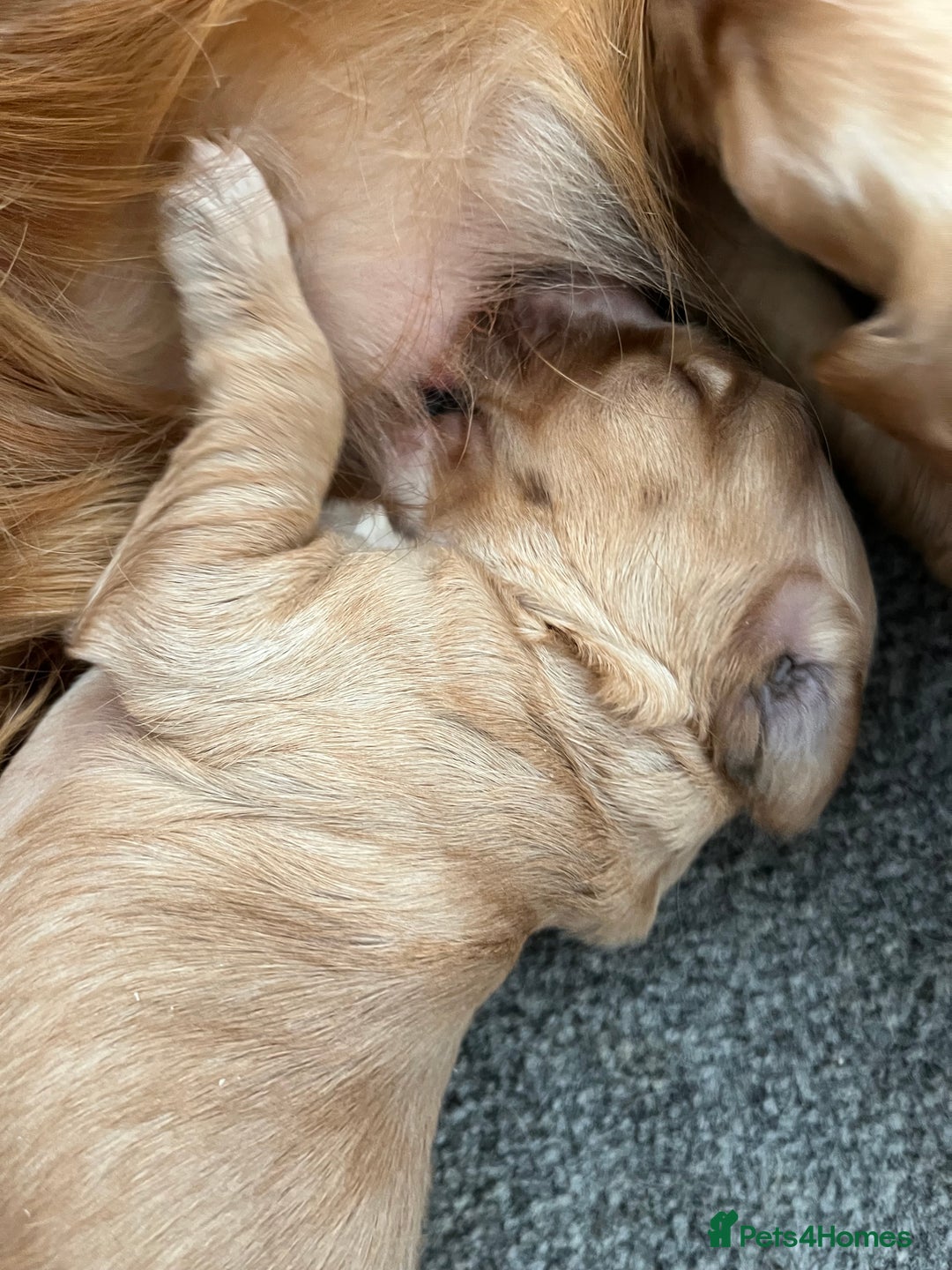 Cockapoo dogs for sale: 7 beautiful cockapoos  - Image 5