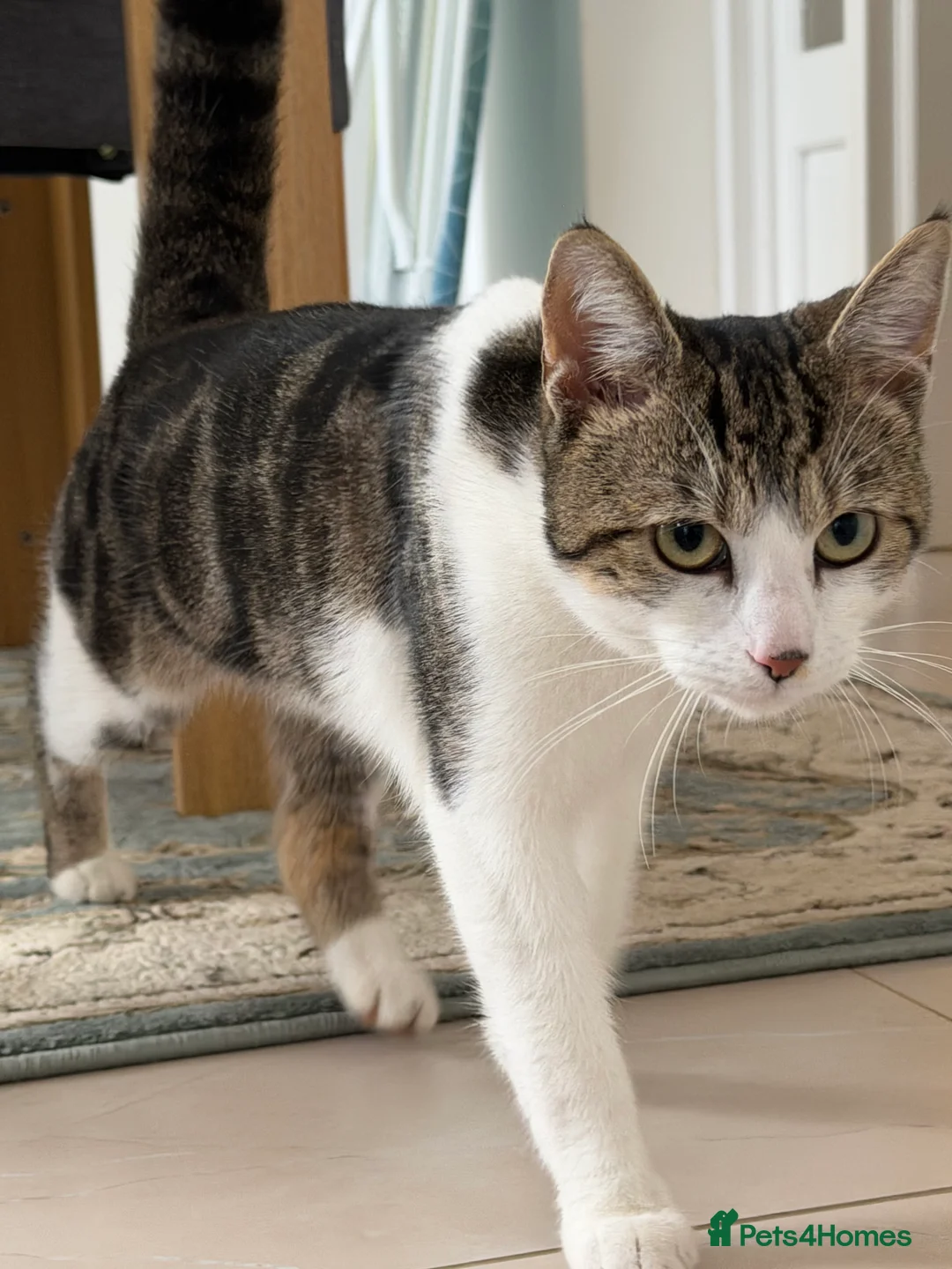 Domestic Shorthair cats for sale: Cute boy 7 month old kitten - Advert 2