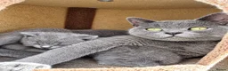 British Shorthair cats for sale: X3 British Blue Boys available  - Advert 2
