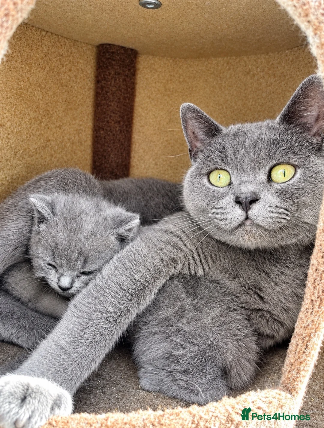 British Shorthair cats for sale: X3 British Blue Boys available  - Advert 2