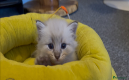Siberian cats for sale: Gorgeous Siberian Kittens  - Image 6