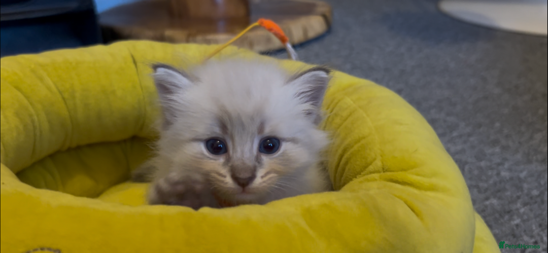 Siberian cats for sale: Gorgeous Siberian Kittens  - Image 6