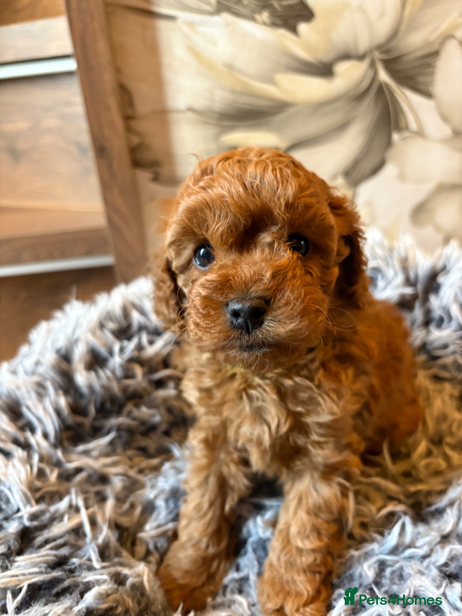 Cockapoo dogs Beautiful Cockapoo puppies, both parents DNAtested - Advert 18