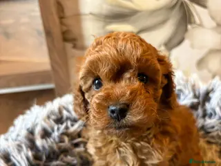 Cockapoo dogs Beautiful Cockapoo puppies, both parents DNAtested - Advert 18