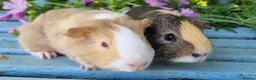 Guinea Pig rodents for sale: Bonded pair of boars - Advert 4