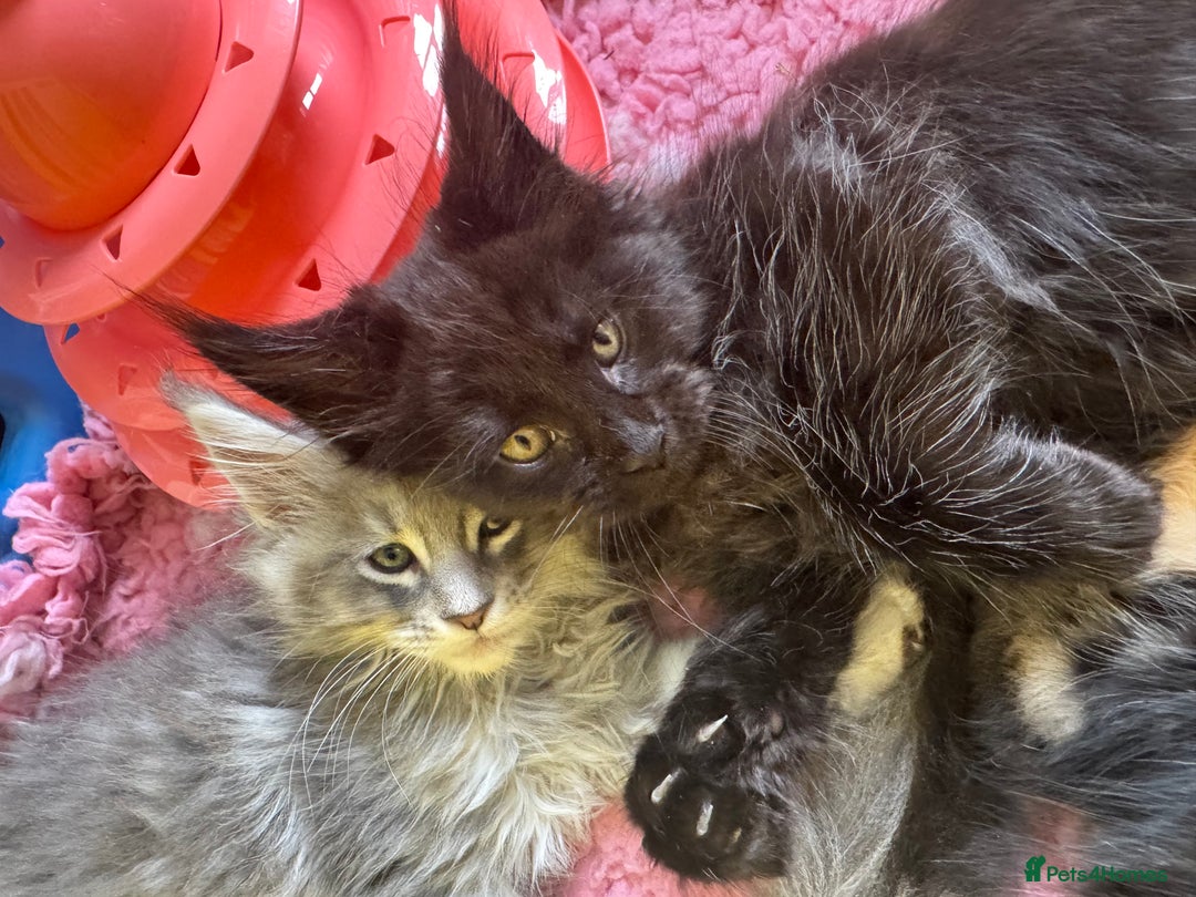 Maine Coon cats for sale: 4 big pure gorgeous Mainecoon boys  - Image 2