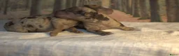 Australian Labradoodle dogs for sale: 🌈 Puppies have arrived, viewings in Oct❤️ - Advert 10