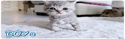 British Shorthair cats for sale: Beautiful British Shorthair Kittens – Home Raised - Advert 6