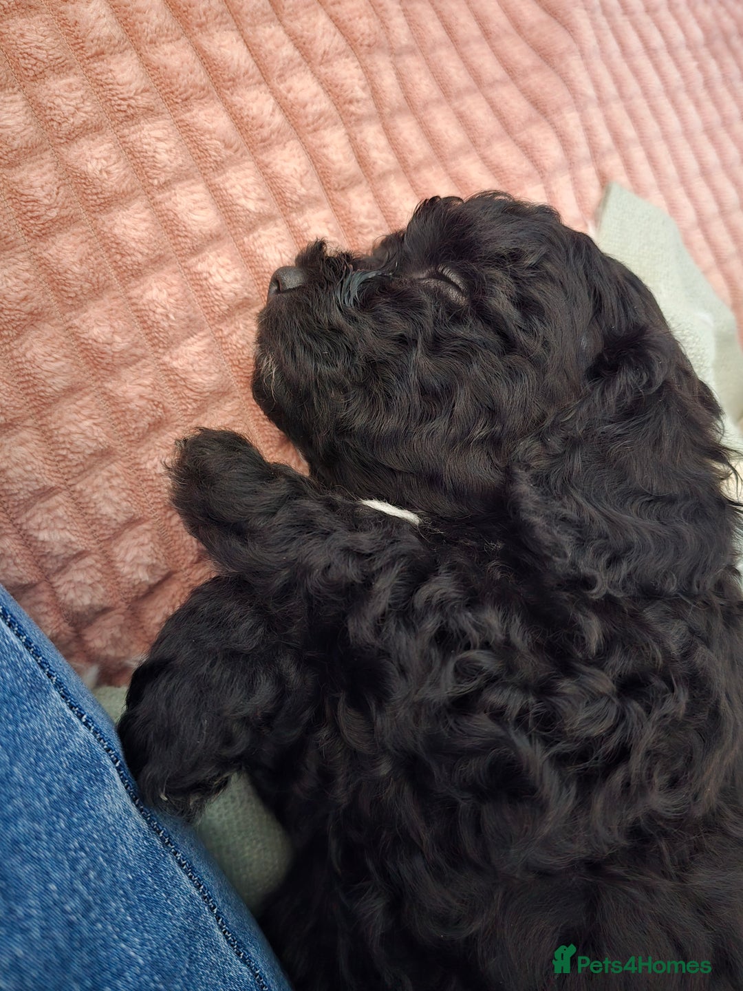 Shihpoo dogs for sale: 5 beautiful Shihpoo puppies - Advert 22