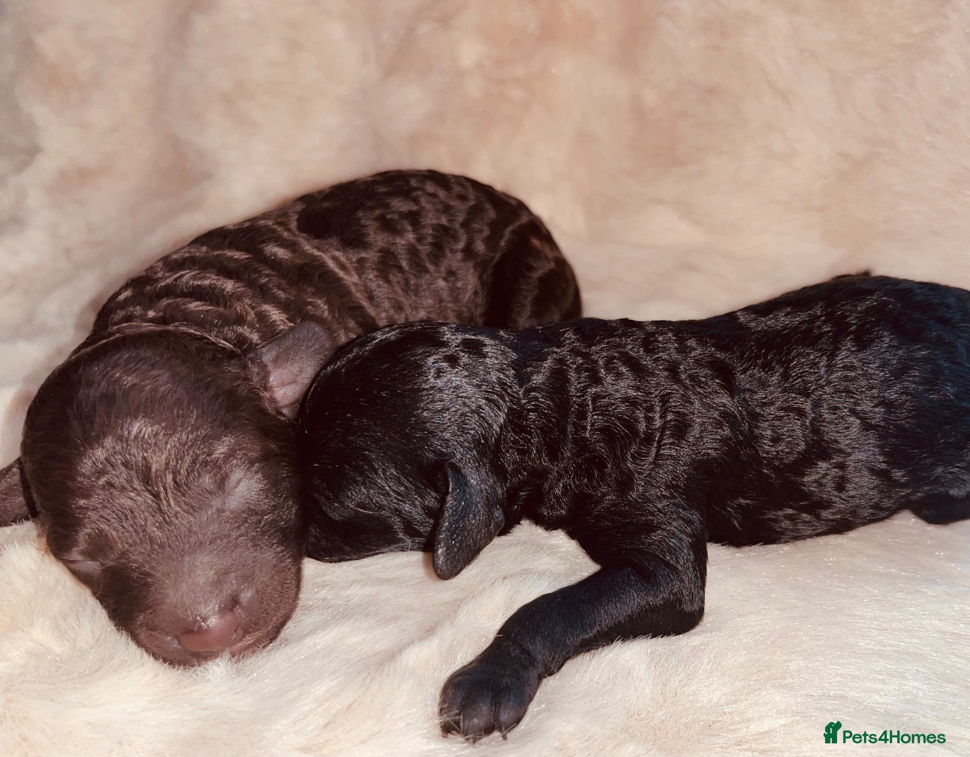 Miniature Poodle dogs 5 star Miniature poodle puppies  - Advert 1