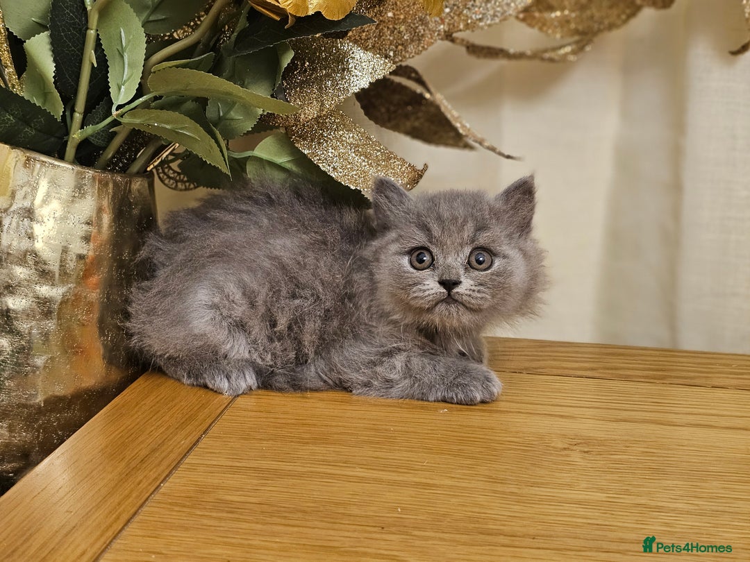 British Shorthair cats for sale: Last 4 male British Short-hair/long hair kittens  - Image 28