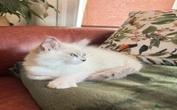 Ragdoll cats for sale: Handsome playful Ragdoll Kitten - Male - Image 5