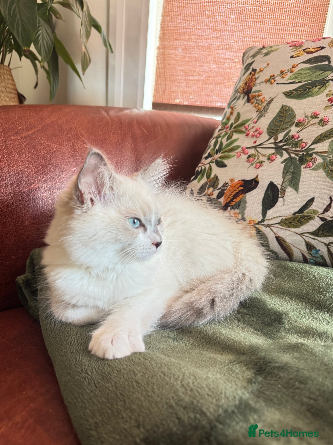 Ragdoll cats for sale: Handsome playful Ragdoll Kitten - Male - Image 5