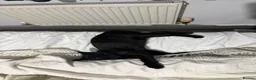 Bombay cats for sale: 6 month old energetic clingy kitten for adoption - Advert 5