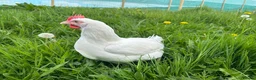 Mixed Breed poultry for sale: Hybrid Pullets POL Vaccinated - Advert 3