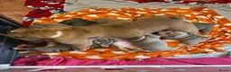 English Bulldog dogs for sale: Adoreable English bulldogs in Torquay - Advert 3
