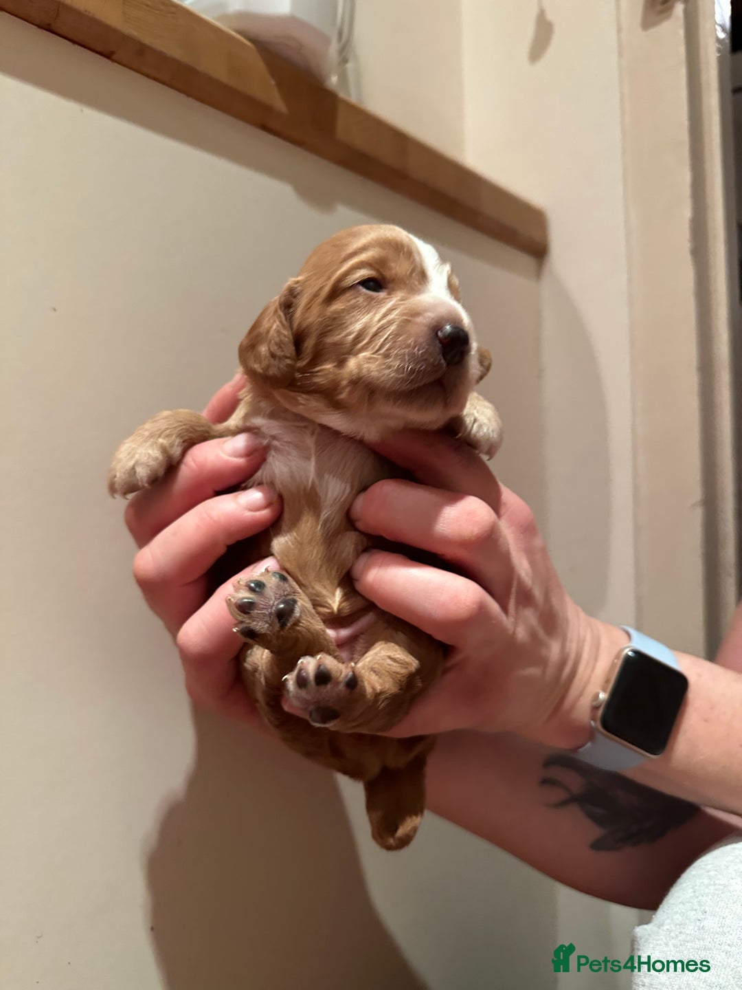 Cocker Spaniel dogs for sale: Working cocker spaniel puppies for sale - Advert 11