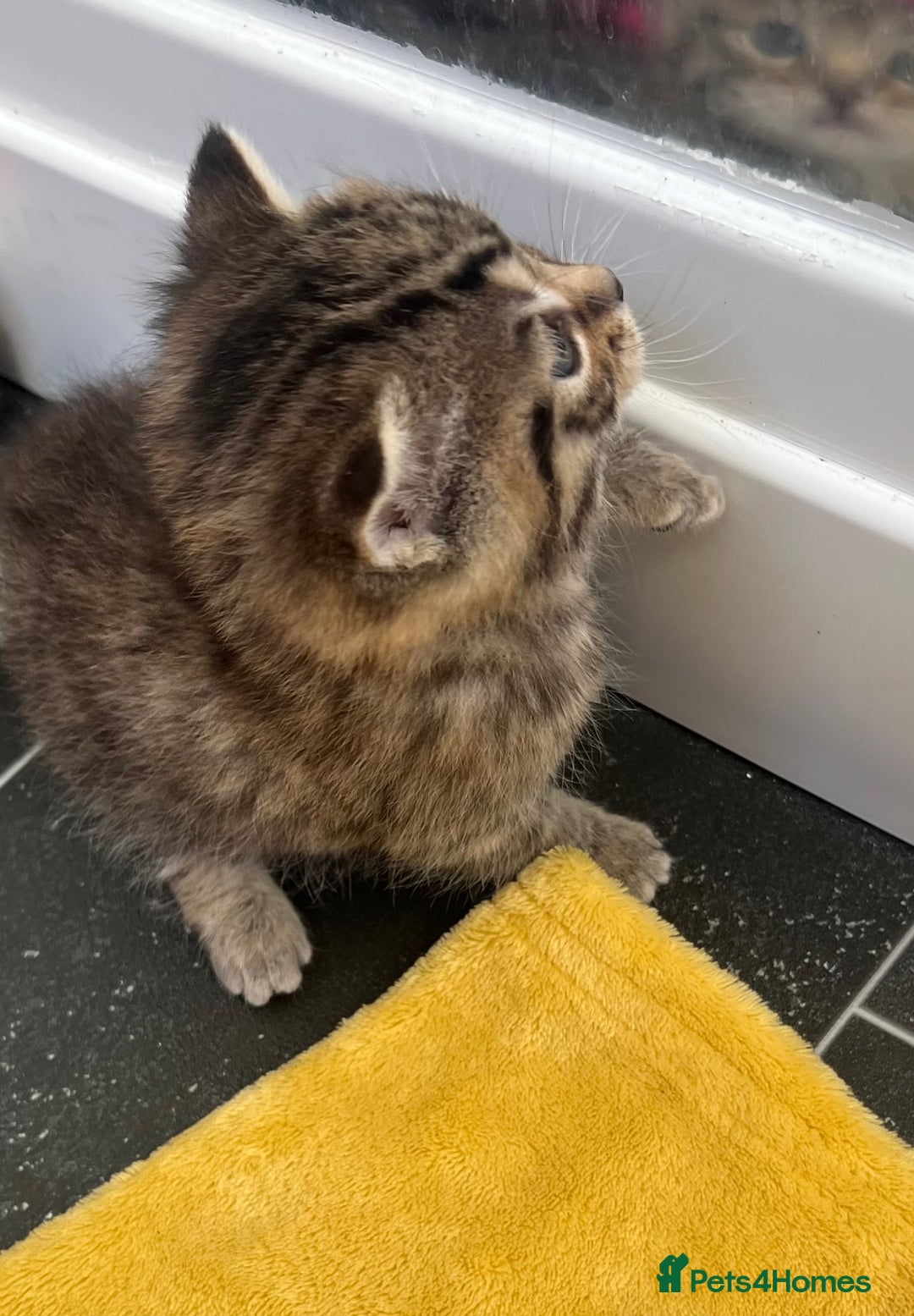 Mixed Breed cats for sale: CLEMENTINE’S CUTIES - (MUM with BENGAL)   - Advert 16