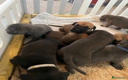 Cane Corso dogs for sale: Cane corsos puppies  - Advert 9