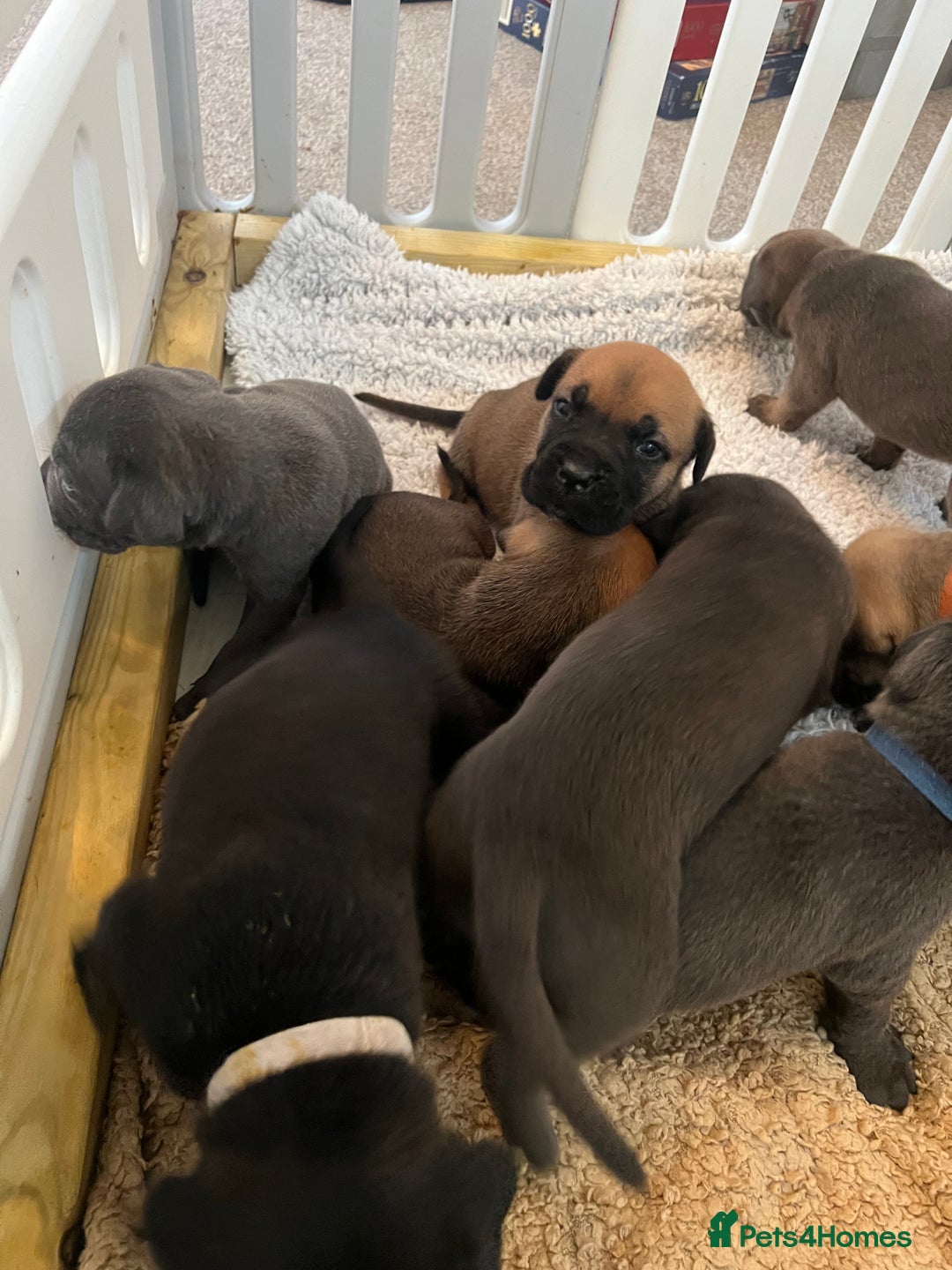 Cane Corso dogs for sale: Cane corsos puppies  - Advert 9