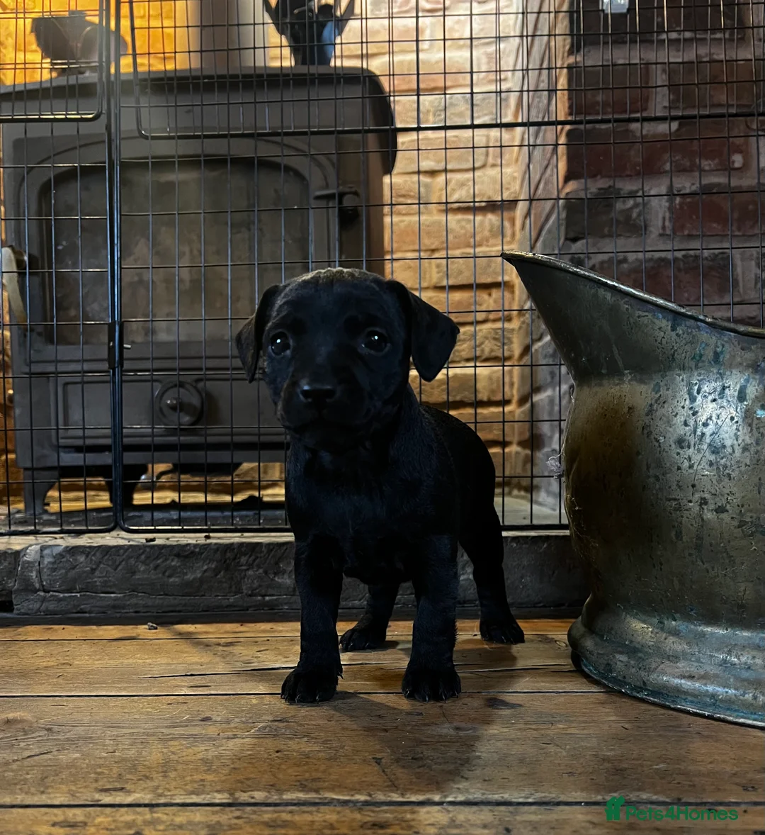 Patterdale Terrier dogs for sale: Beautiful Patterdale pups  - Advert 6