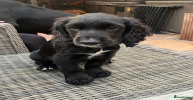 Cocker Spaniel dogs - Advert 9