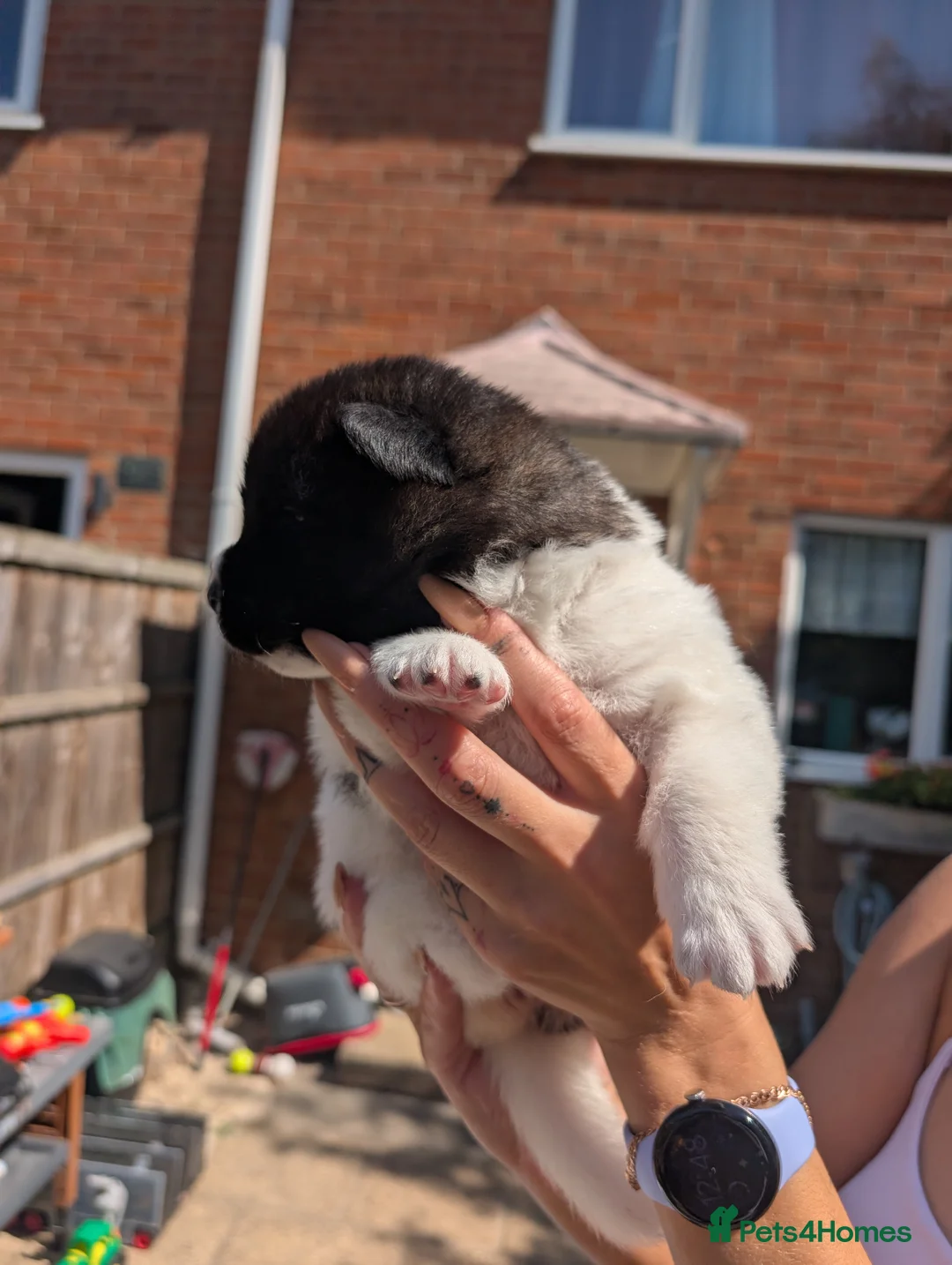 Akita dogs for sale: Pedigree mother, father pure breed. 1Female puppy  in Spalding - Advert 2